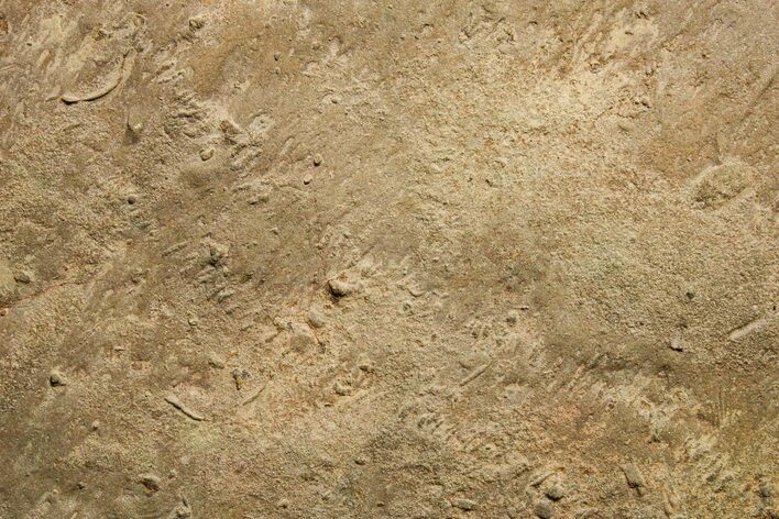 Cruziana (Fossil Trilobite Trackway) - Morocco #375339